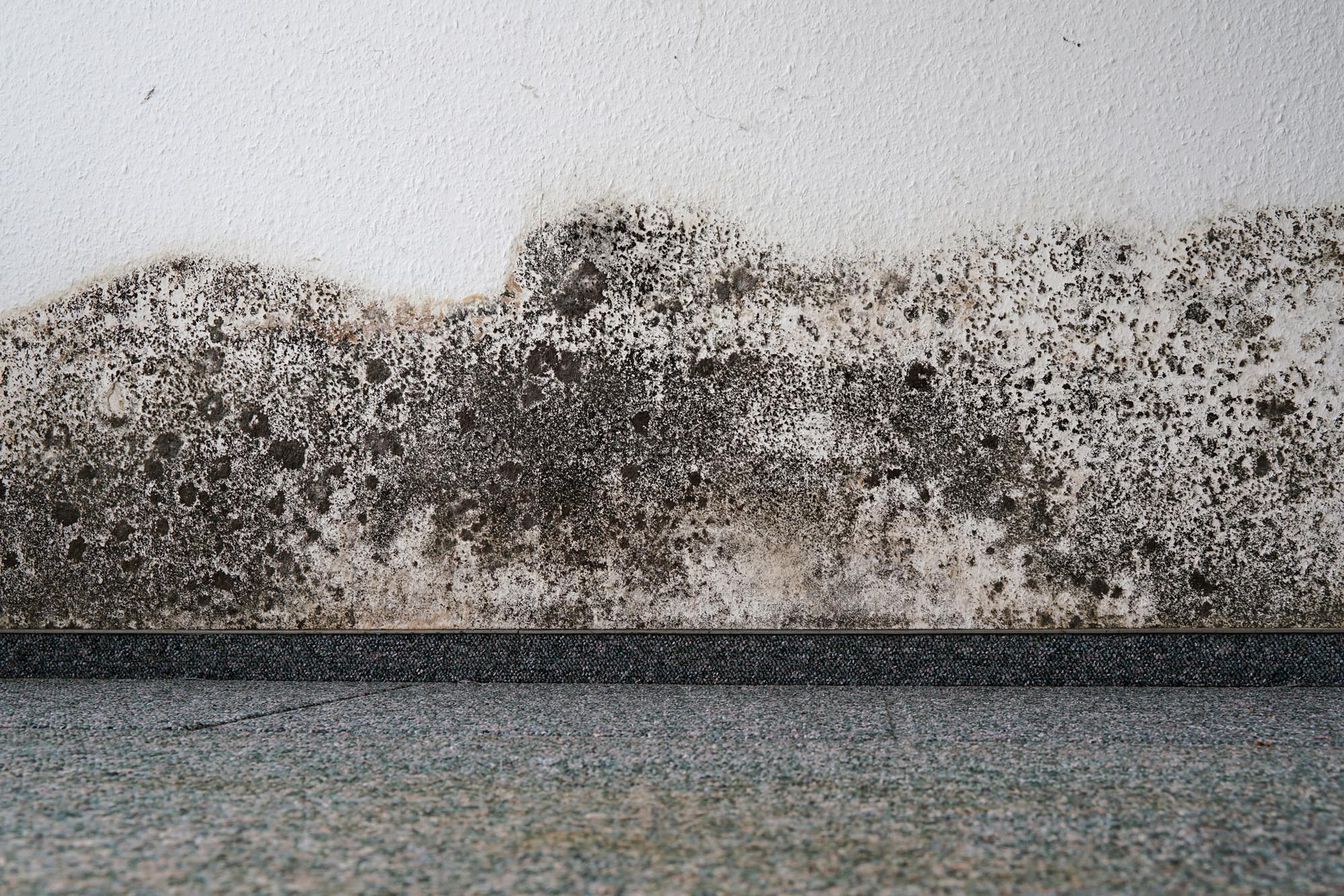 mould removal